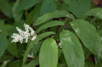 False Solomon's-seal